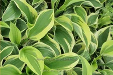 Hosta 'Wide Brim'