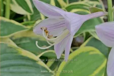 Hosta 'Wide Brim'