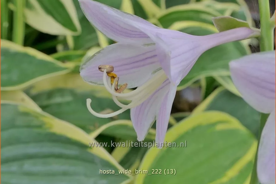 Hosta 'Wide Brim'