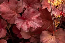 Heuchera Little Cuties 'Blondie'