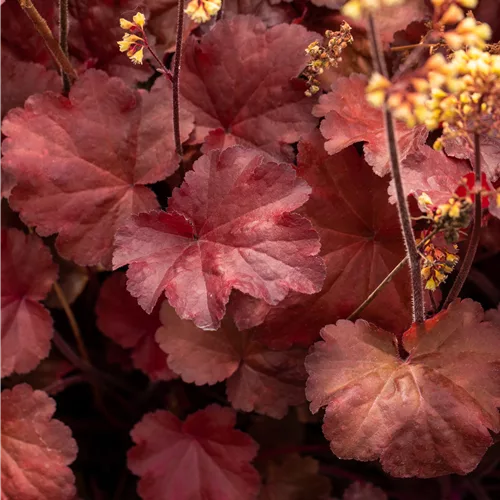 Heuchera Little Cuties 'Blondie'