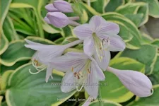 Hosta 'Wide Brim'