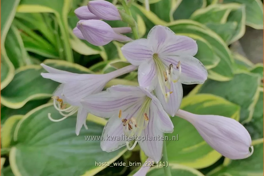 Hosta 'Wide Brim'