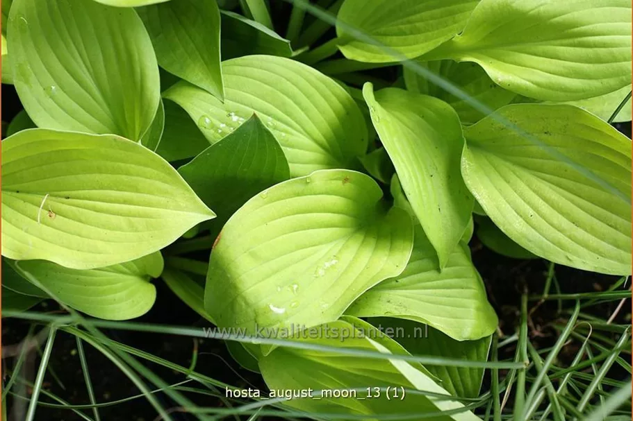 Hosta sieboldiana 'August Moon'