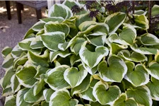 Hosta 'Wide Brim'