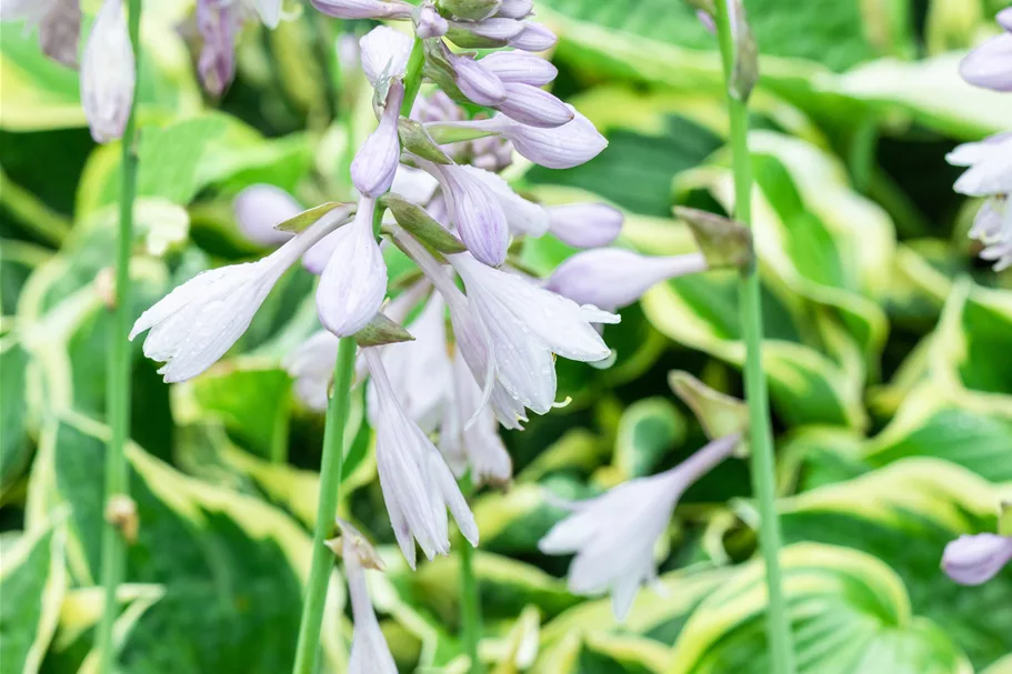 Hosta 'Wide Brim'