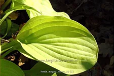 Hosta sieboldiana 'August Moon'