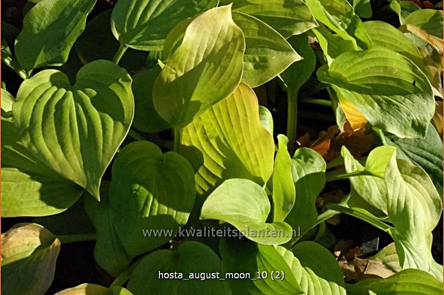 Hosta sieboldiana 'August Moon'