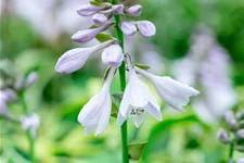 Hosta 'Wide Brim'