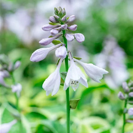 Hosta 'Wide Brim'