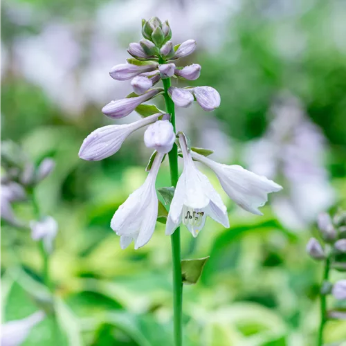 Hosta 'Wide Brim'