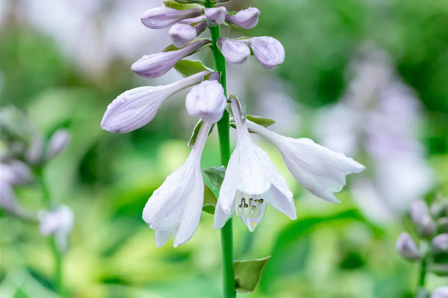 Hosta 'Wide Brim'