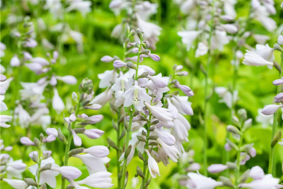 Hosta sieboldiana 'August Moon'
