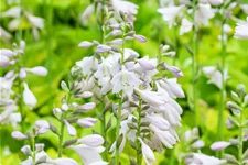 Hosta sieboldiana 'August Moon'