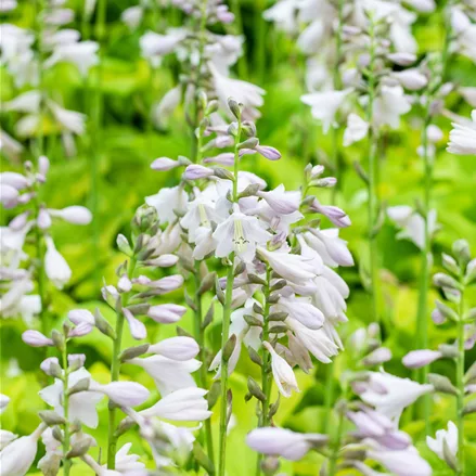 Hosta sieboldiana 'August Moon'