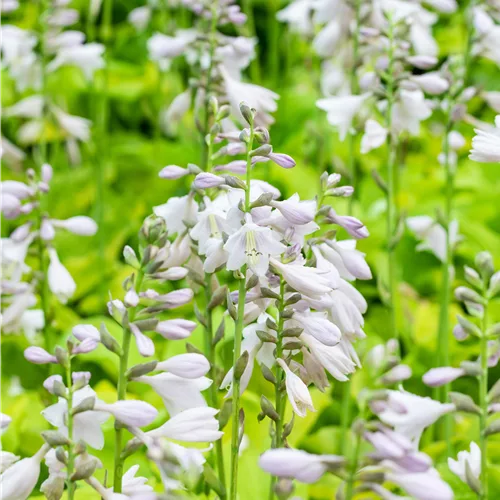 Hosta sieboldiana 'August Moon'