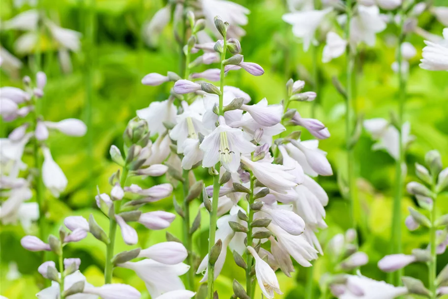 Hosta sieboldiana 'August Moon'