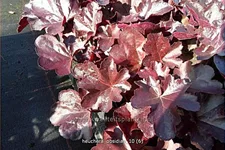 Heuchera micrantha 'Obsidian'