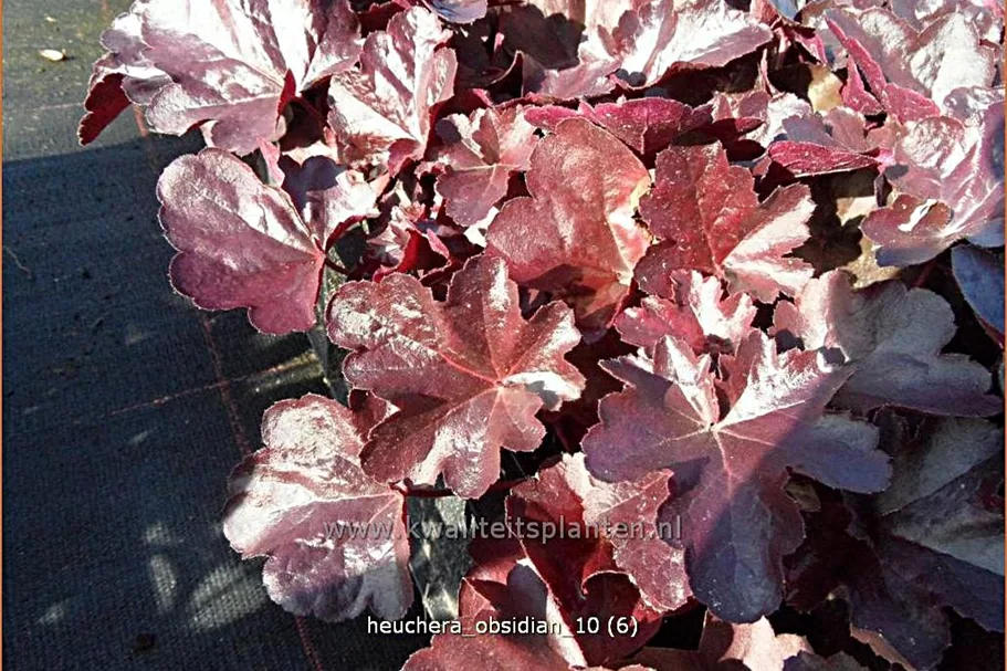 Heuchera micrantha 'Obsidian'