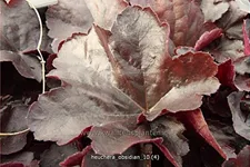 Heuchera micrantha 'Obsidian'