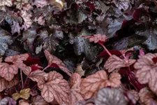 Heuchera micrantha 'Obsidian'