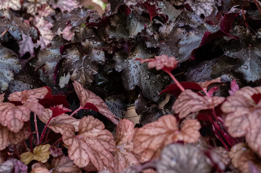 Heuchera micrantha 'Obsidian'