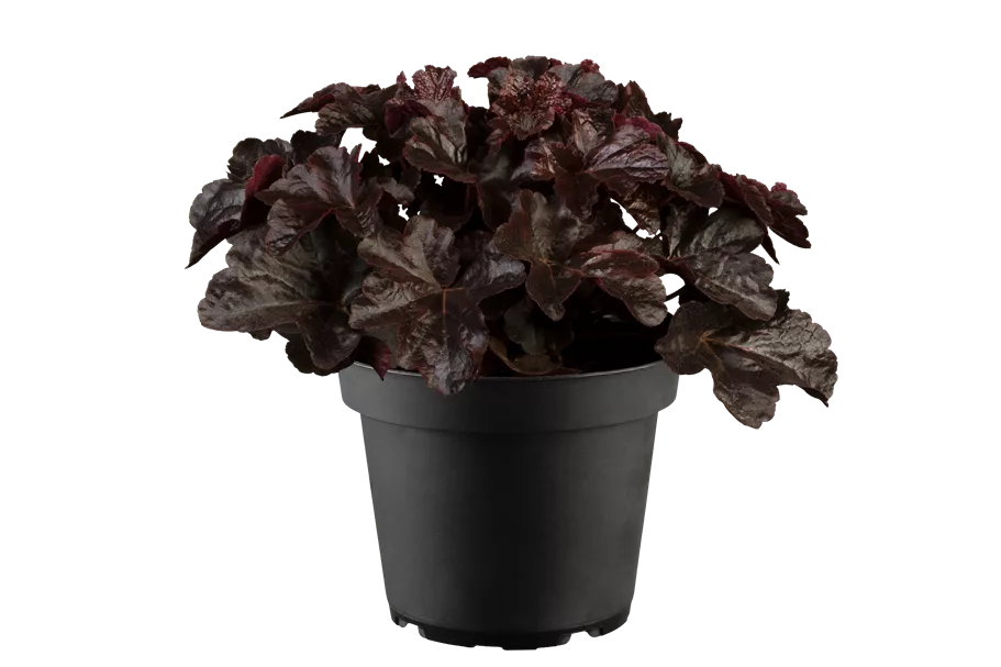 Heuchera micrantha 'Obsidian'