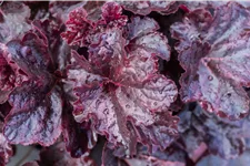 Heuchera micrantha 'Obsidian'