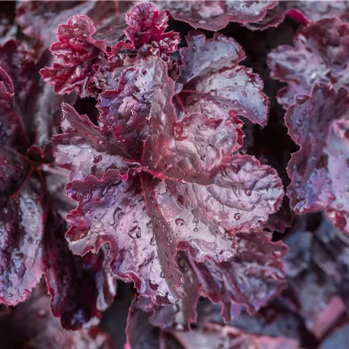 Heuchera micrantha 'Obsidian'