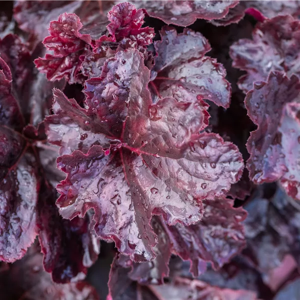 Heuchera micrantha 'Obsidian'