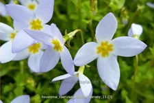 Houstonia caerulea 'Millard's Variety'
