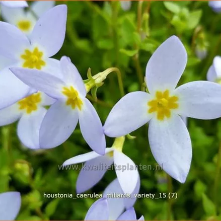 Houstonia caerulea 'Millard's Variety'