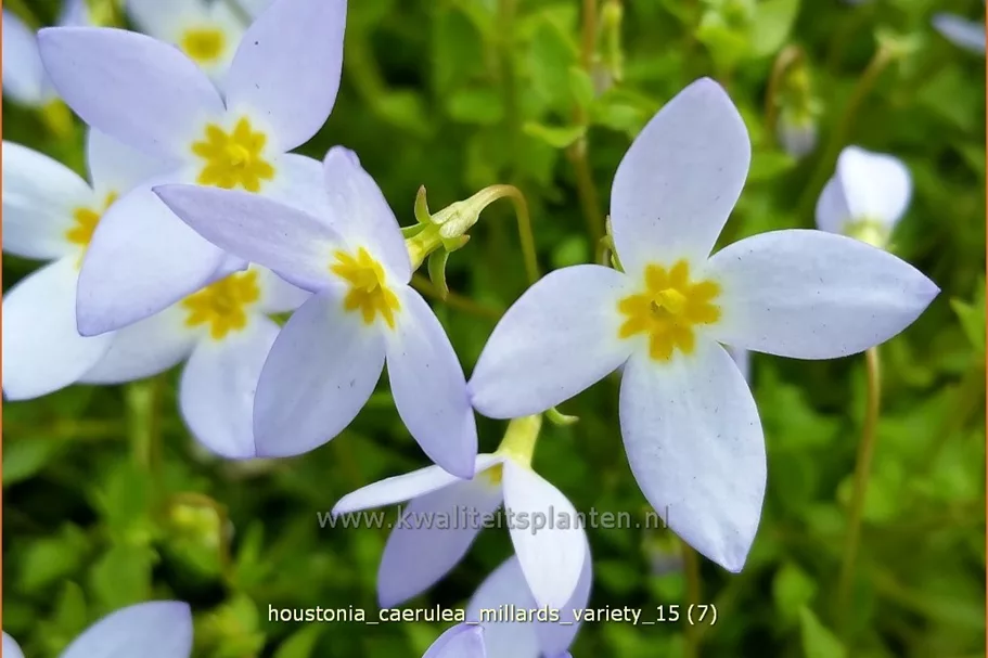 Houstonia caerulea 'Millard's Variety'