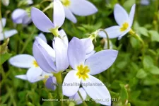 Houstonia caerulea 'Millard's Variety'