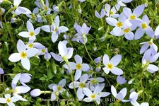 Houstonia caerulea 'Millard's Variety'