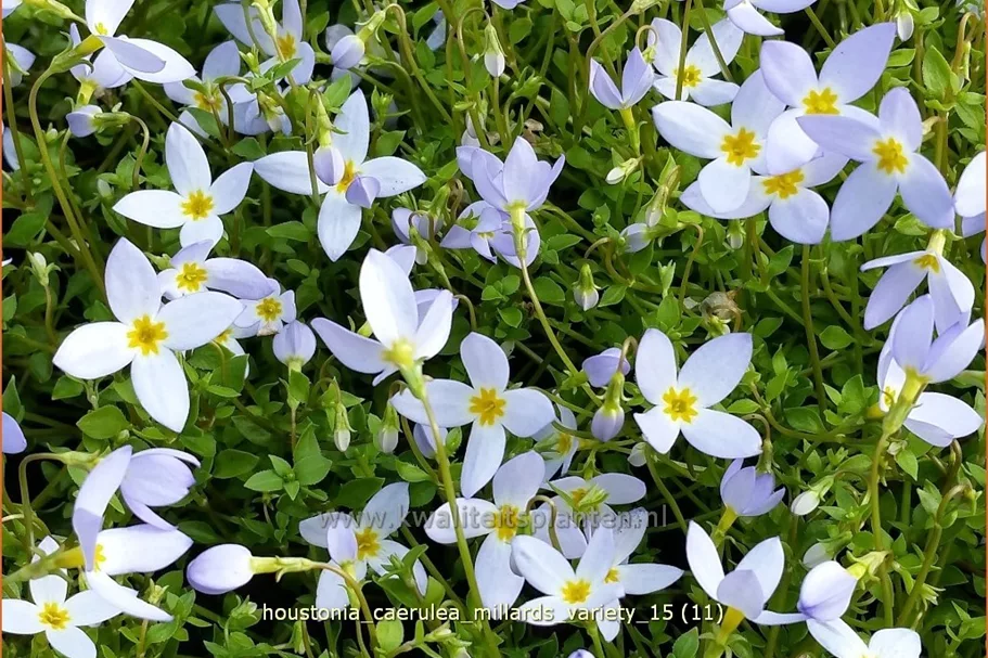 Houstonia caerulea 'Millard's Variety'