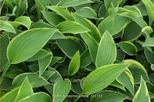 Hosta montana 'Aureomarginata'