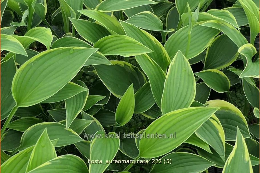 Hosta montana 'Aureomarginata'