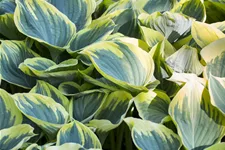 Hosta montana 'Aureomarginata'