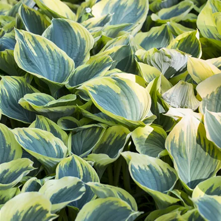 Hosta montana 'Aureomarginata'