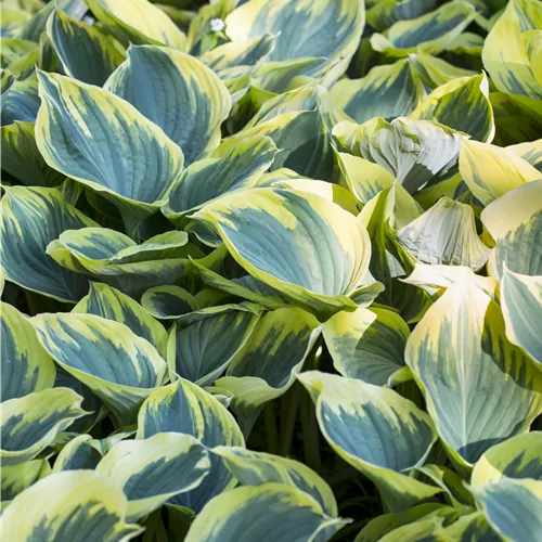Hosta montana 'Aureomarginata'