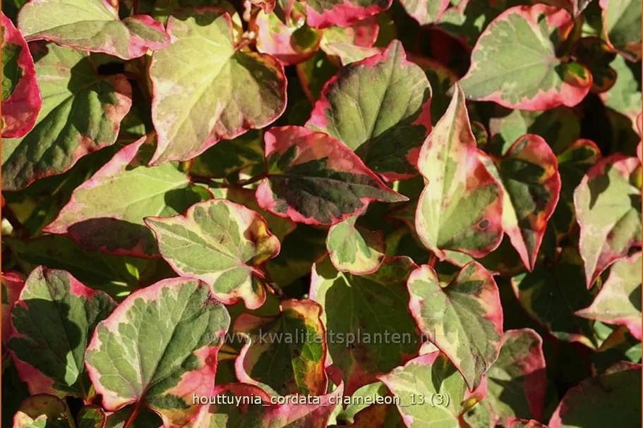 Houttuynia cordata 'Chameleon'