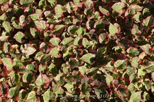 Houttuynia cordata 'Chameleon'