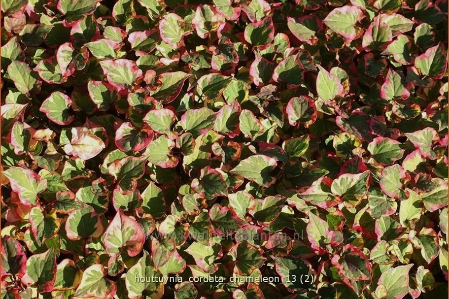 Houttuynia cordata 'Chameleon'