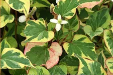 Houttuynia cordata 'Chameleon'