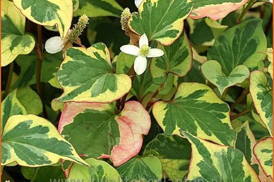 Houttuynia cordata 'Chameleon'