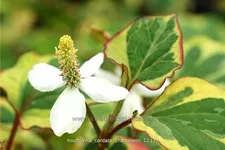 Houttuynia cordata 'Chameleon'