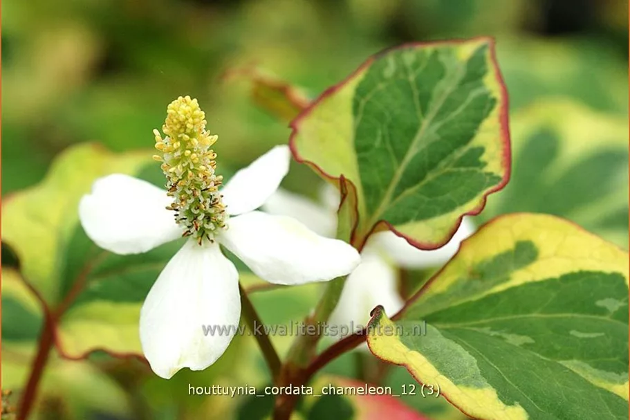 Houttuynia cordata 'Chameleon'