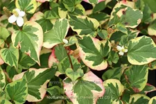 Houttuynia cordata 'Chameleon'
