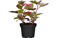 Houttuynia cordata 'Chameleon'